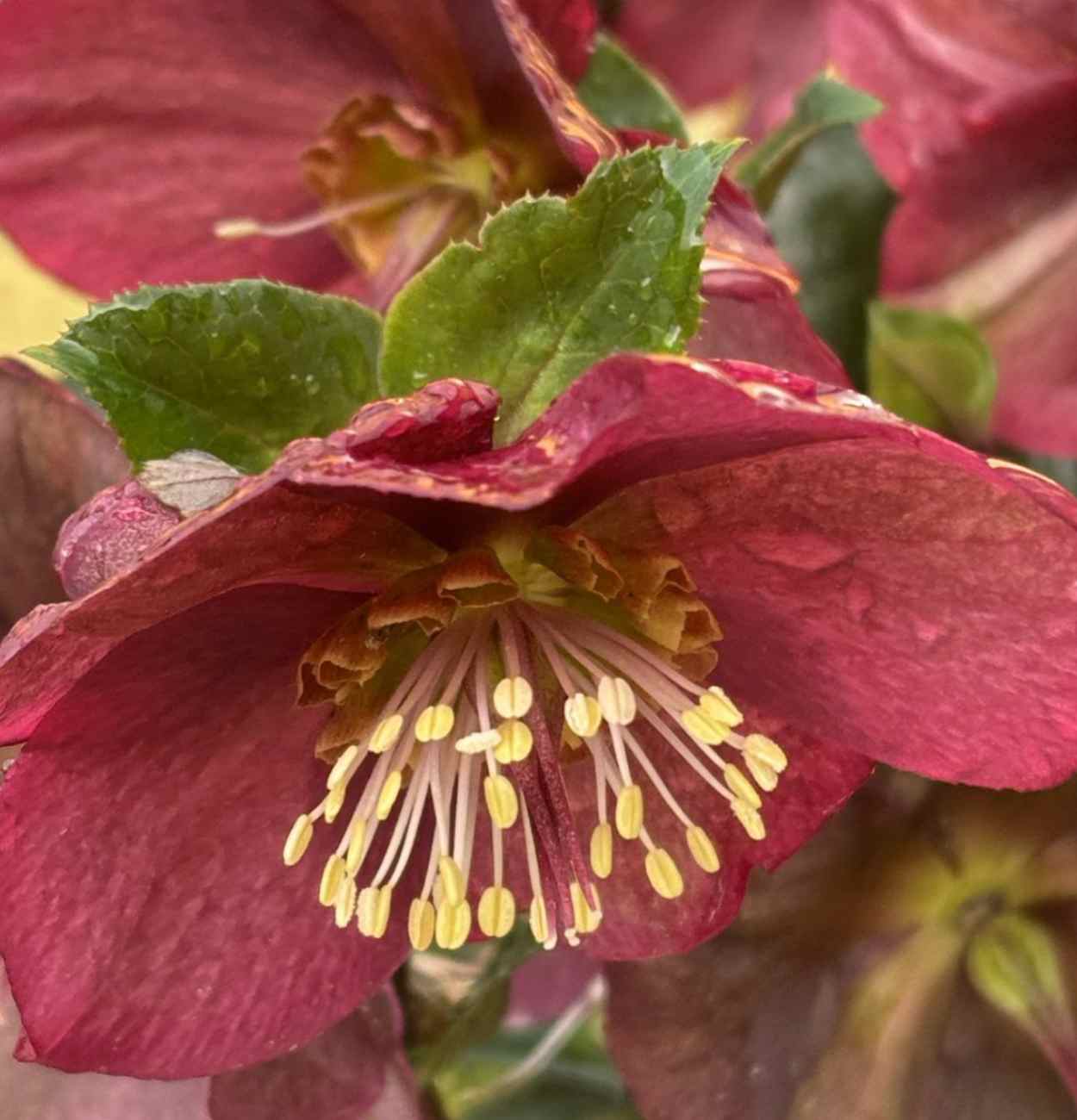 Happy Spring - Rug and Carpet Studio