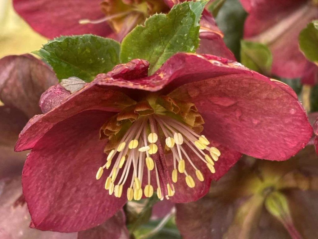 Happy Spring - Rug and Carpet Studio