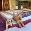 The Rug Festival & Sale is now OPEN