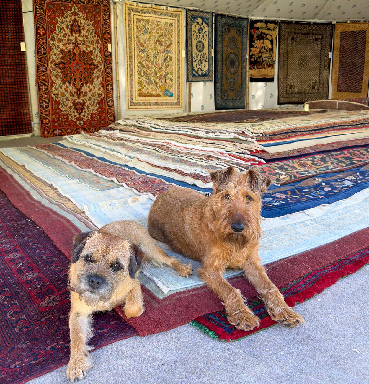 The Rug Festival & Sale is now OPEN
