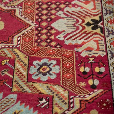 Caucasian Runner